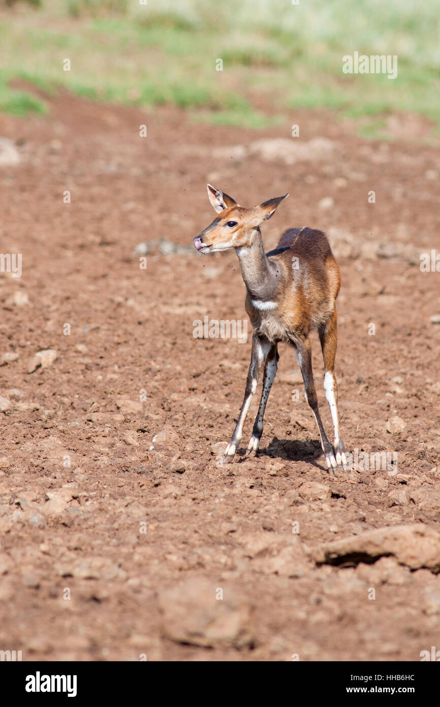 Ritratto verticale di Bushbuck, Tragelaphus scriptus, nel Parco nazionale di Aberdare. Kenya. L'Africa. Foto Stock