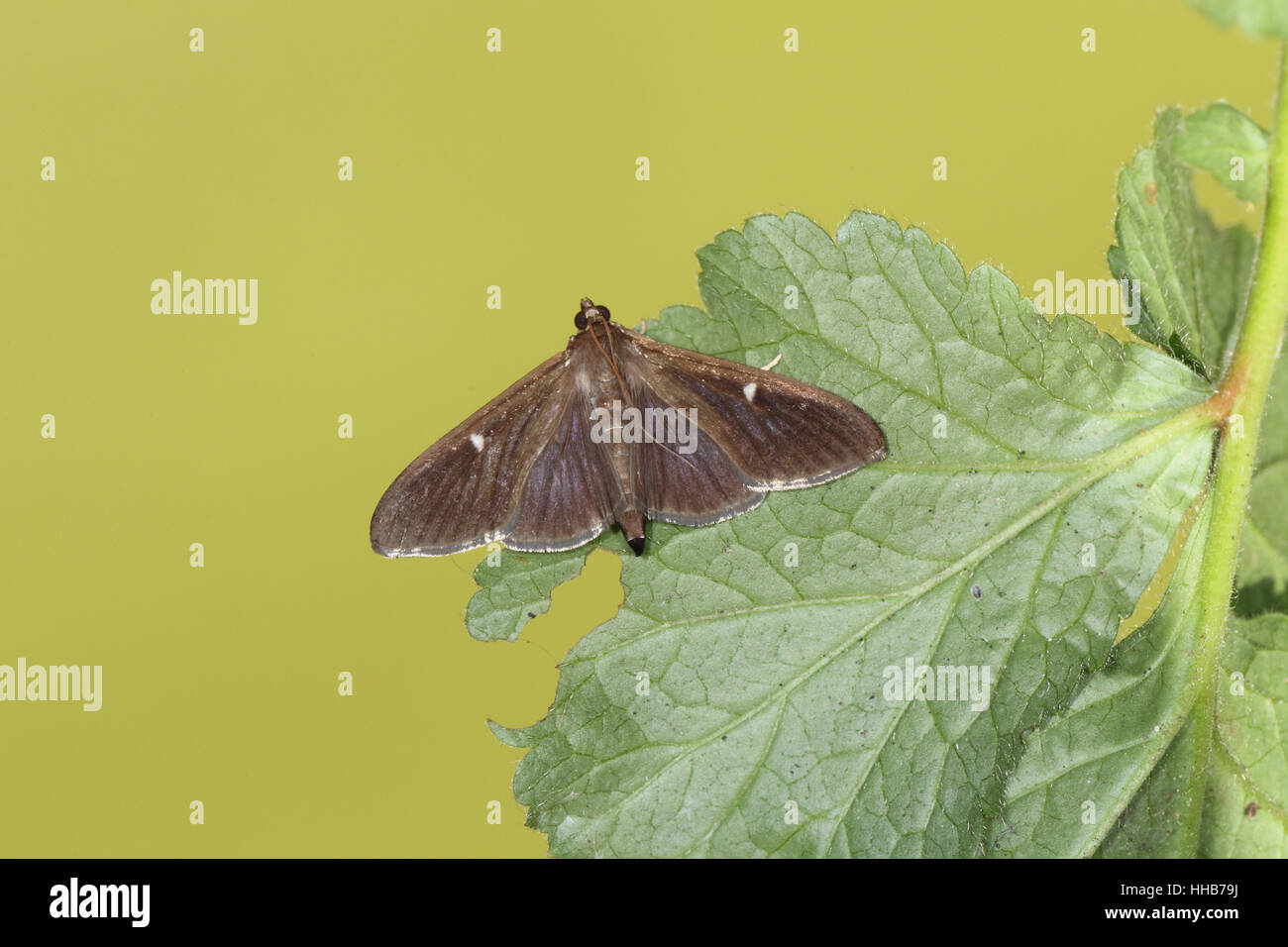 Struttura di scatola di Tarma (Cydalima perspectalis): dark morph di un non-nativo moth diffondendo rapidamente in Inghilterra, contro lo sfondo pulito Foto Stock