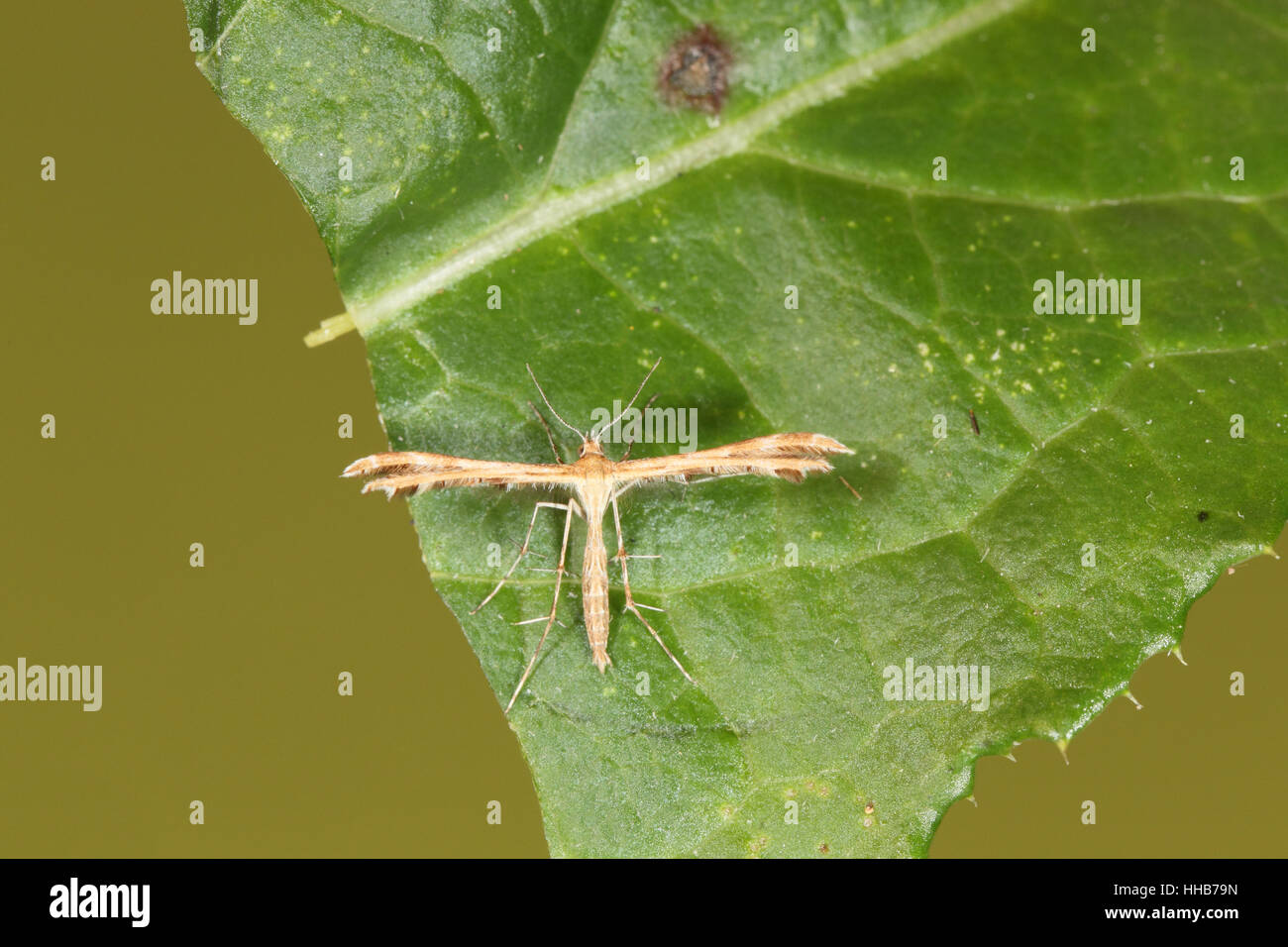 Breckland Plume (Crombrugghia distans), un piccolo, rare, marrone e crema micromoth da East Anglia Foto Stock