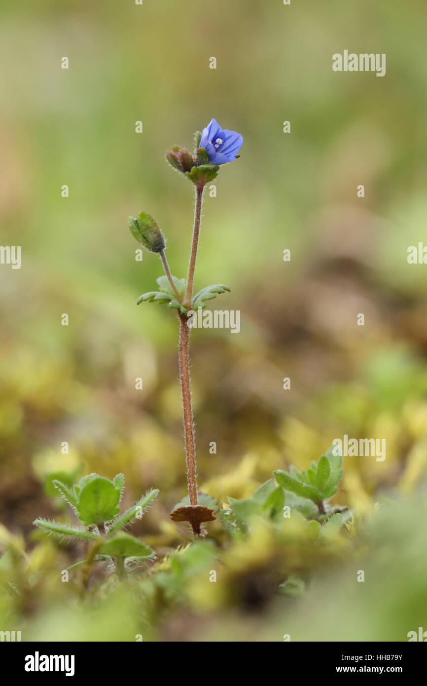 Breckland Speedwell (Veronica praecox), un minuscolo, rare fiore blu crescono solo in una piccola area di East Anglia Foto Stock