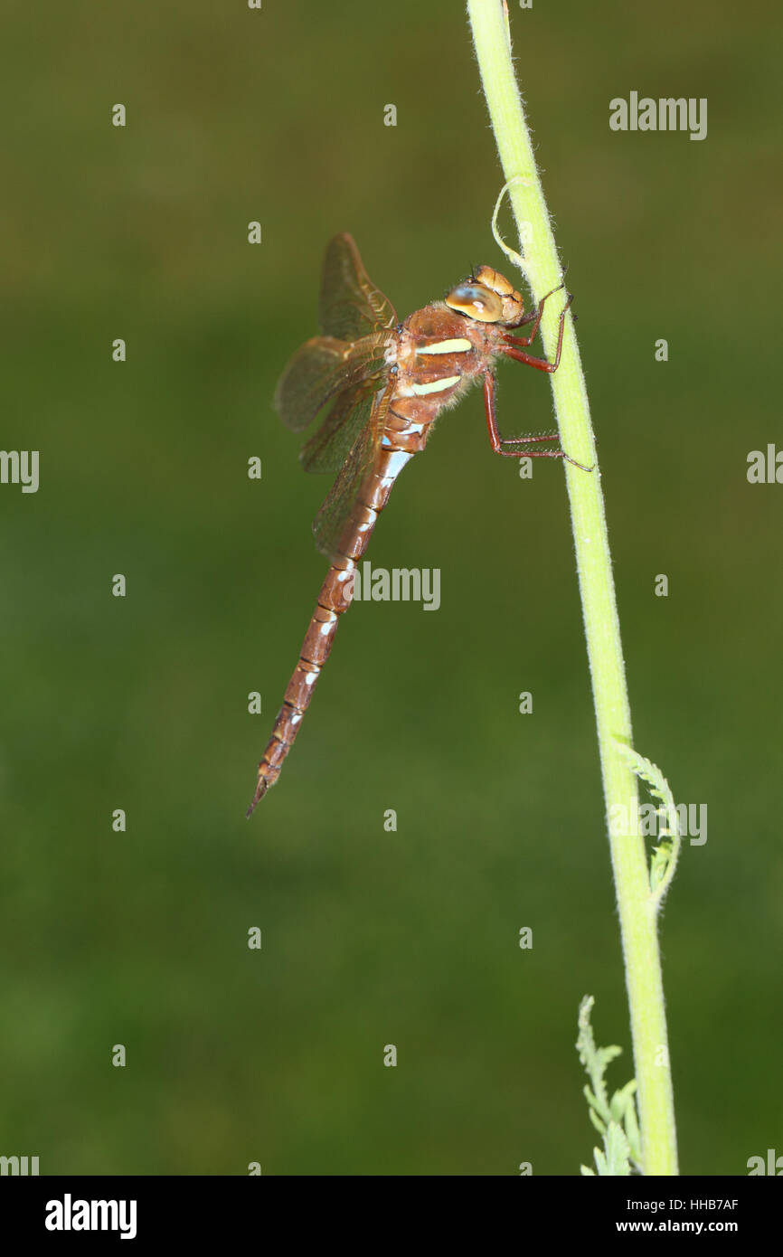Brown Hawker (Aeshna grandis): adulto dragonfly appollaiato su un impianto a fronte di un pulito sfondo verde Foto Stock