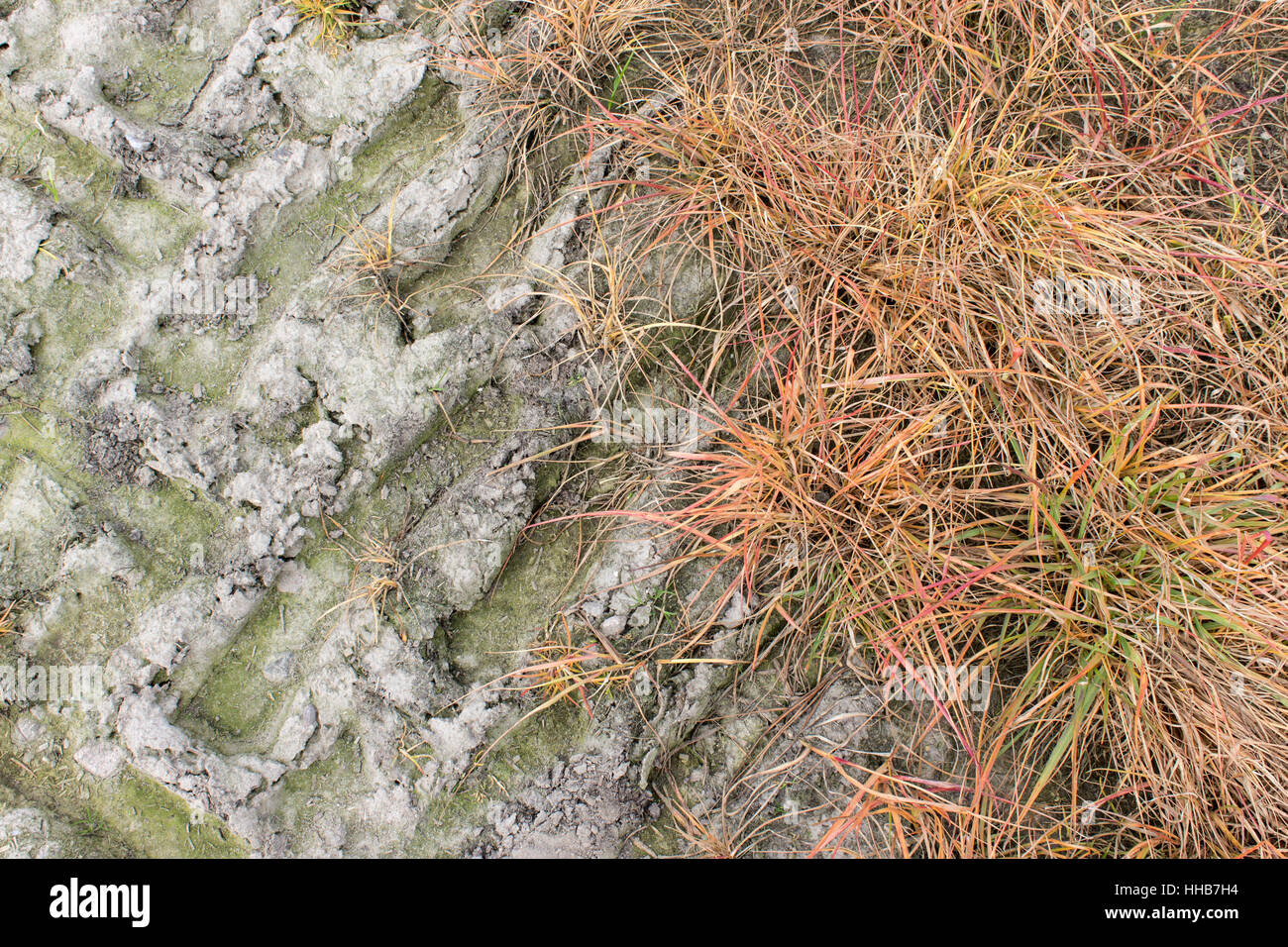 Campo trattato con diserbanti Foto Stock