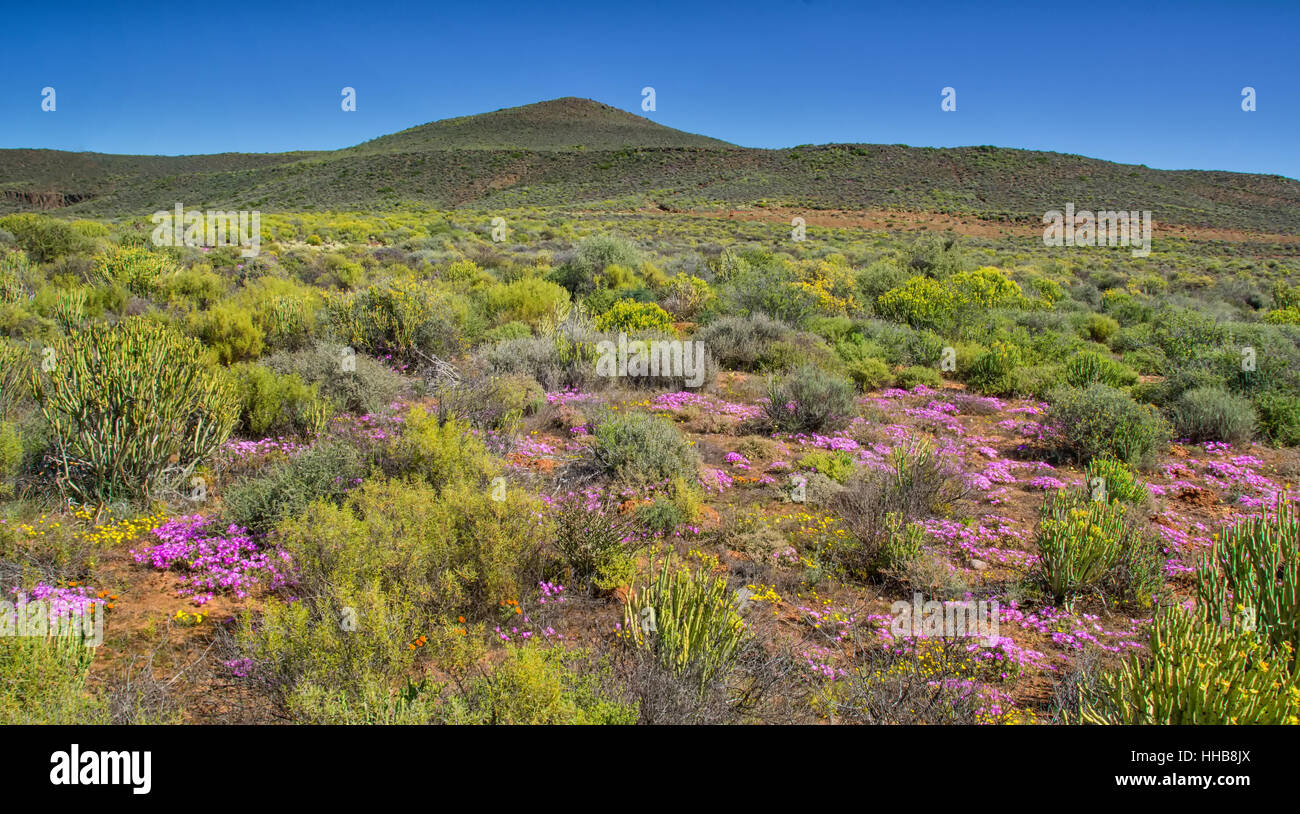 Un paesaggio immagine dell Africa fiori di primavera in Africa australe Foto Stock