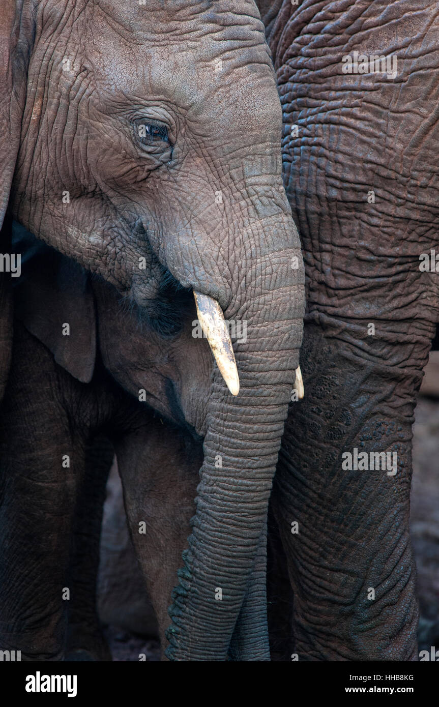 Ritratto verticale del bush Africano elefante, Loxodonta africana. Latte di mucca e il suo vitello nel Parco nazionale di Aberdare. Kenya. L'Africa. Foto Stock