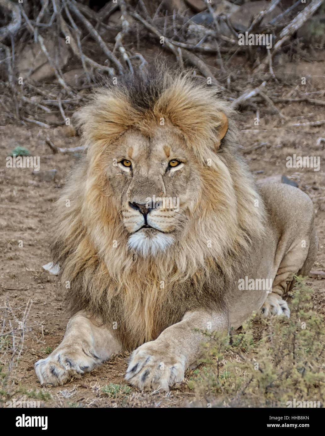 Leone maschio nel sud della savana africana Foto Stock