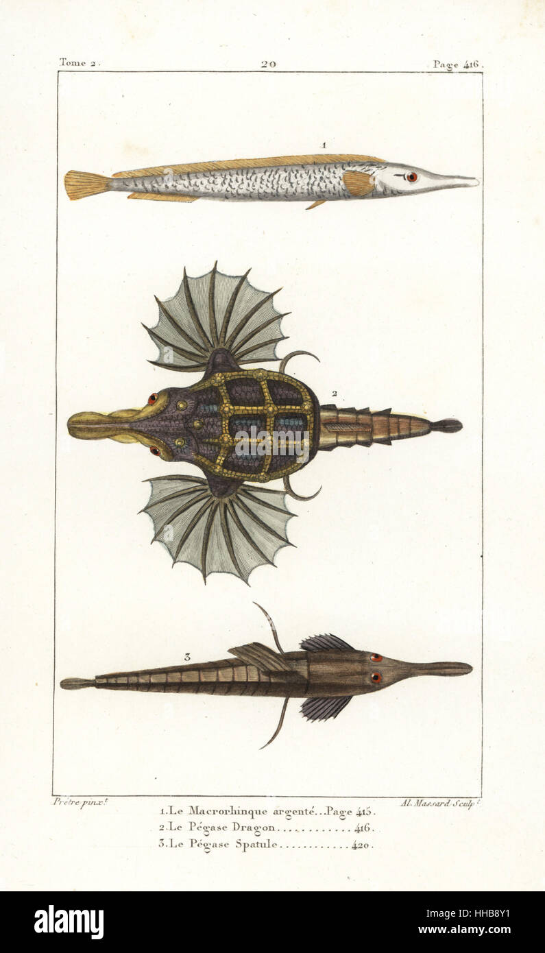 Sargassum pipefish, Syngnathus typhle, poco dragonfish, Eurypegasus draconis e longtail seamouth, Pegasus volitans. Handcolored incisione su rame di Albert Massard dopo una illustrazione di Jean-Gabriel Pretre da Bernard Germain de Lacepede la storia naturale di ovipari quadrupedi, serpenti, i pesci e i cetacei, Eymery, Parigi, 1825. Foto Stock