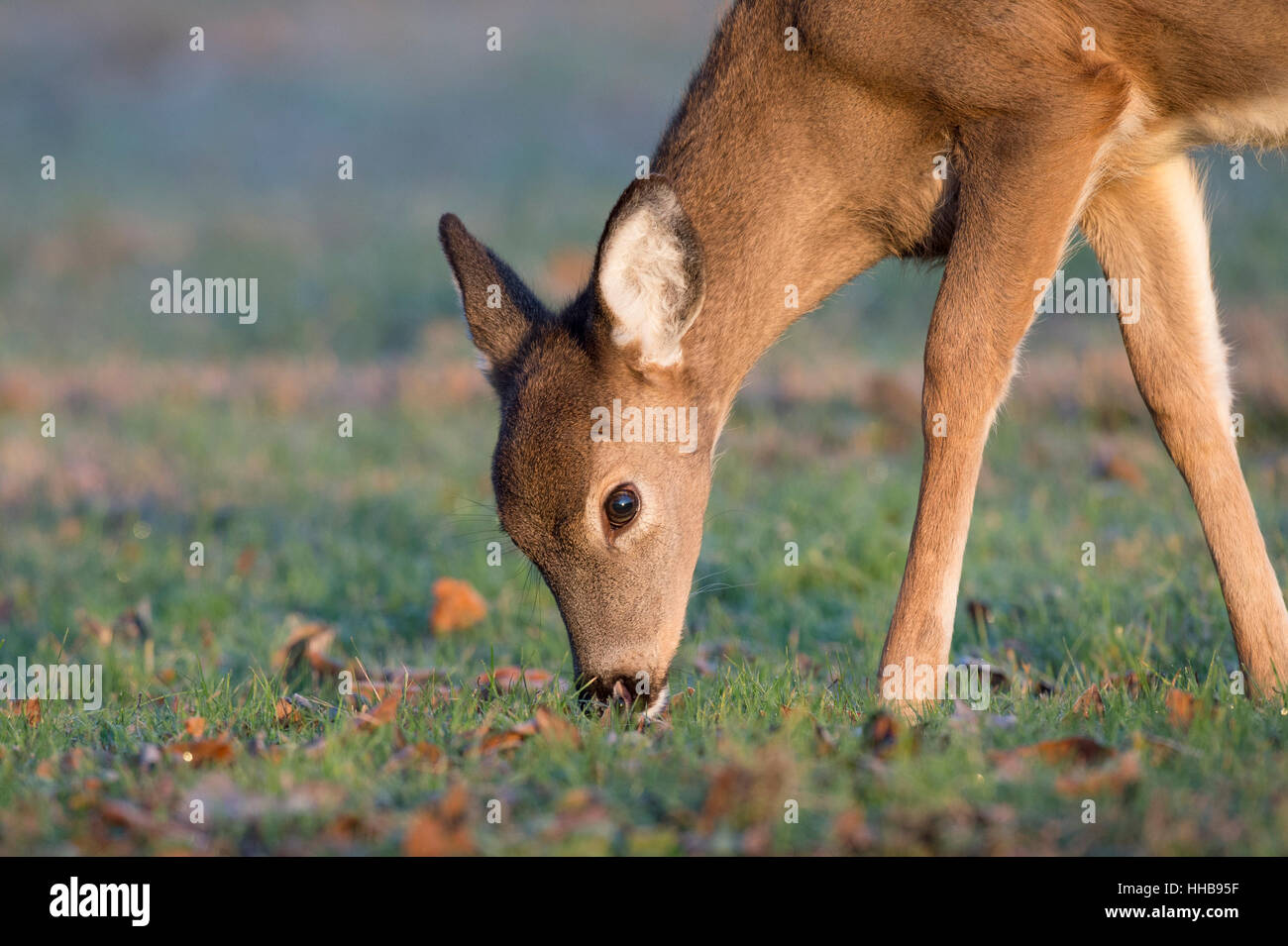 Un yearling culbianco Deer feed in un piccolo campo proprio come il sole del mattino risplende sulla sua pelliccia. Foto Stock
