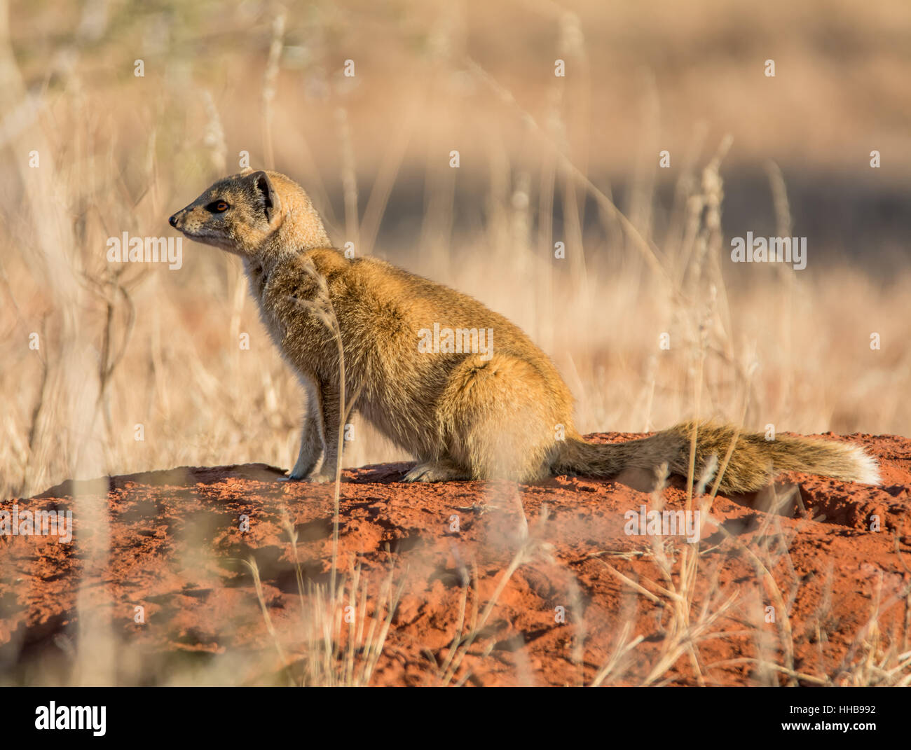 Ritratto di una mangusta su un tumulo termite in Africa australe Foto Stock