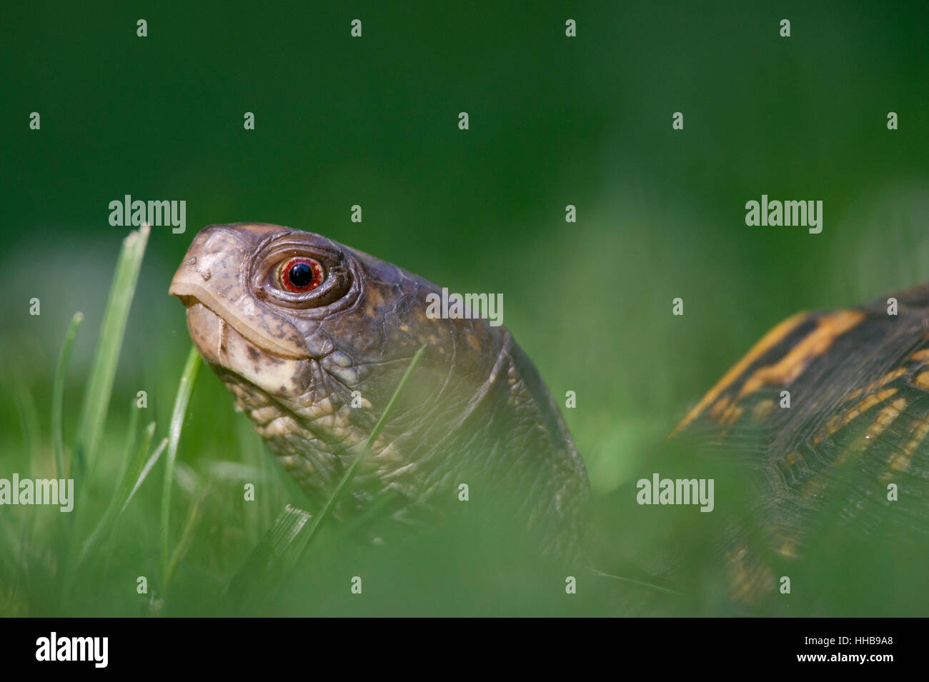 Un orientale Box Turtle passeggiate attraverso gli alti erba verde. Foto Stock