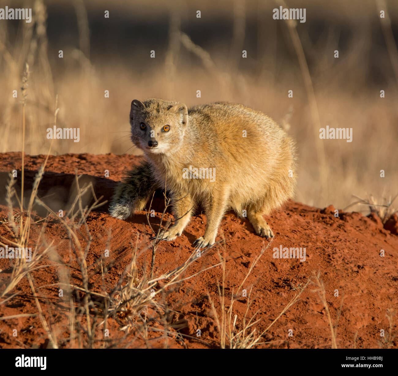 Ritratto di una mangusta su un tumulo termite in Africa australe Foto Stock