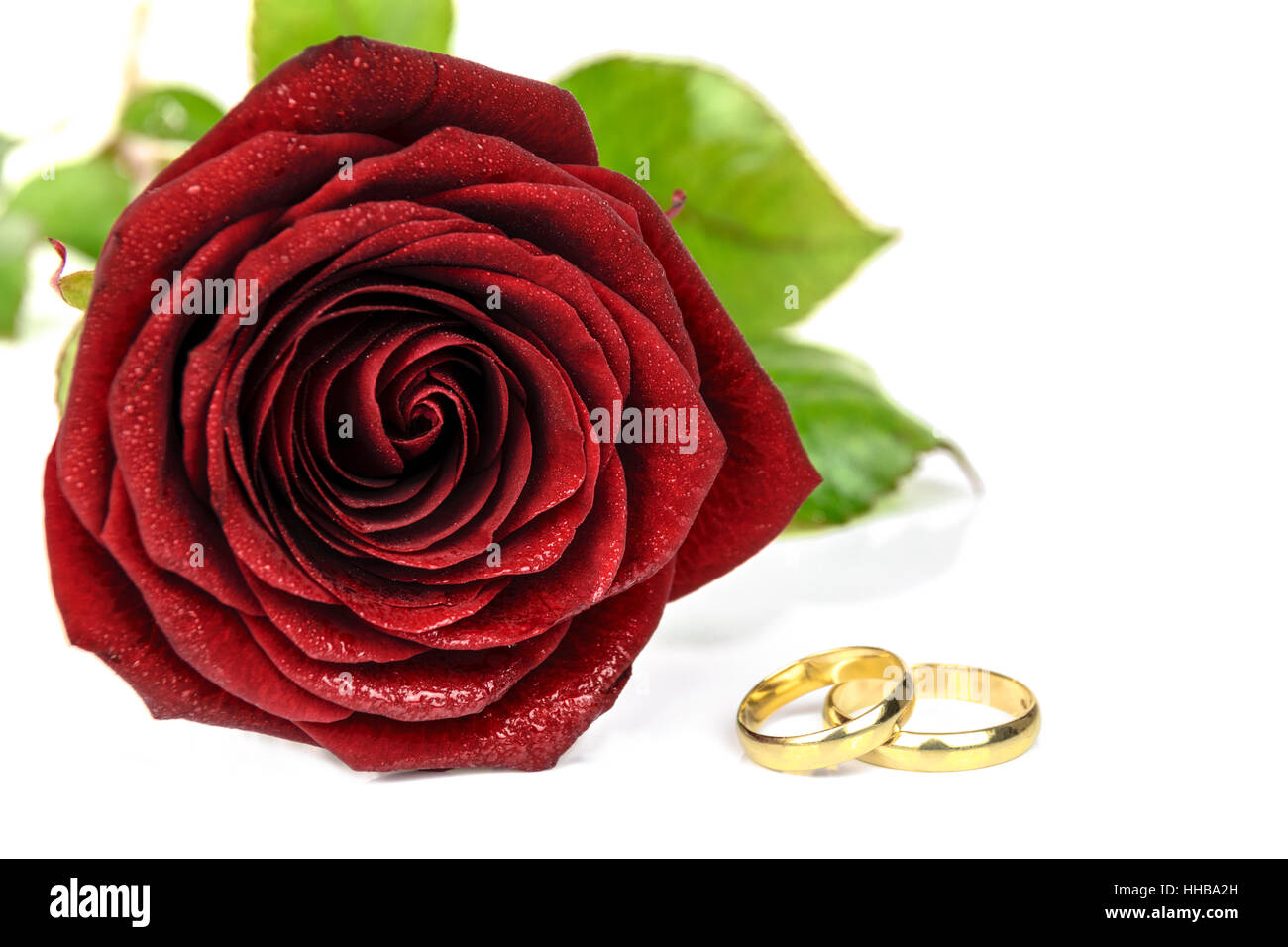 Splendida fioritura rosa rosso e oro due anelli di nozze su sfondo bianco Foto Stock