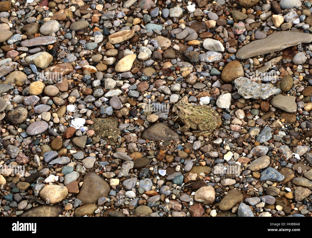 American Toad camouflage sulla spiaggia di ghiaia poco Fiume Miami Ohio Foto Stock