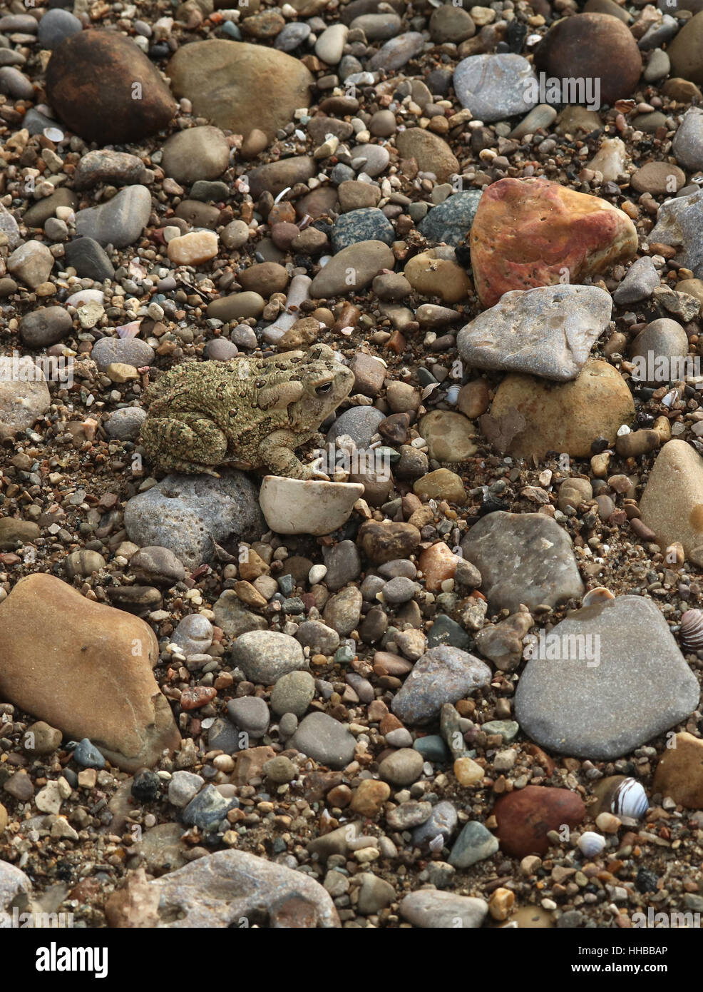 American Toad camouflage sulla spiaggia di ghiaia poco Fiume Miami Ohio Foto Stock