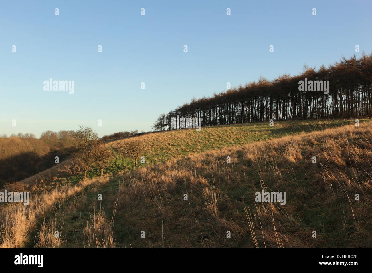 Paesaggio inglese in inverno con il larice le piantagioni e le boscose pendici di una valle erbosa sulla Scenic Yorkshire wolds. Foto Stock