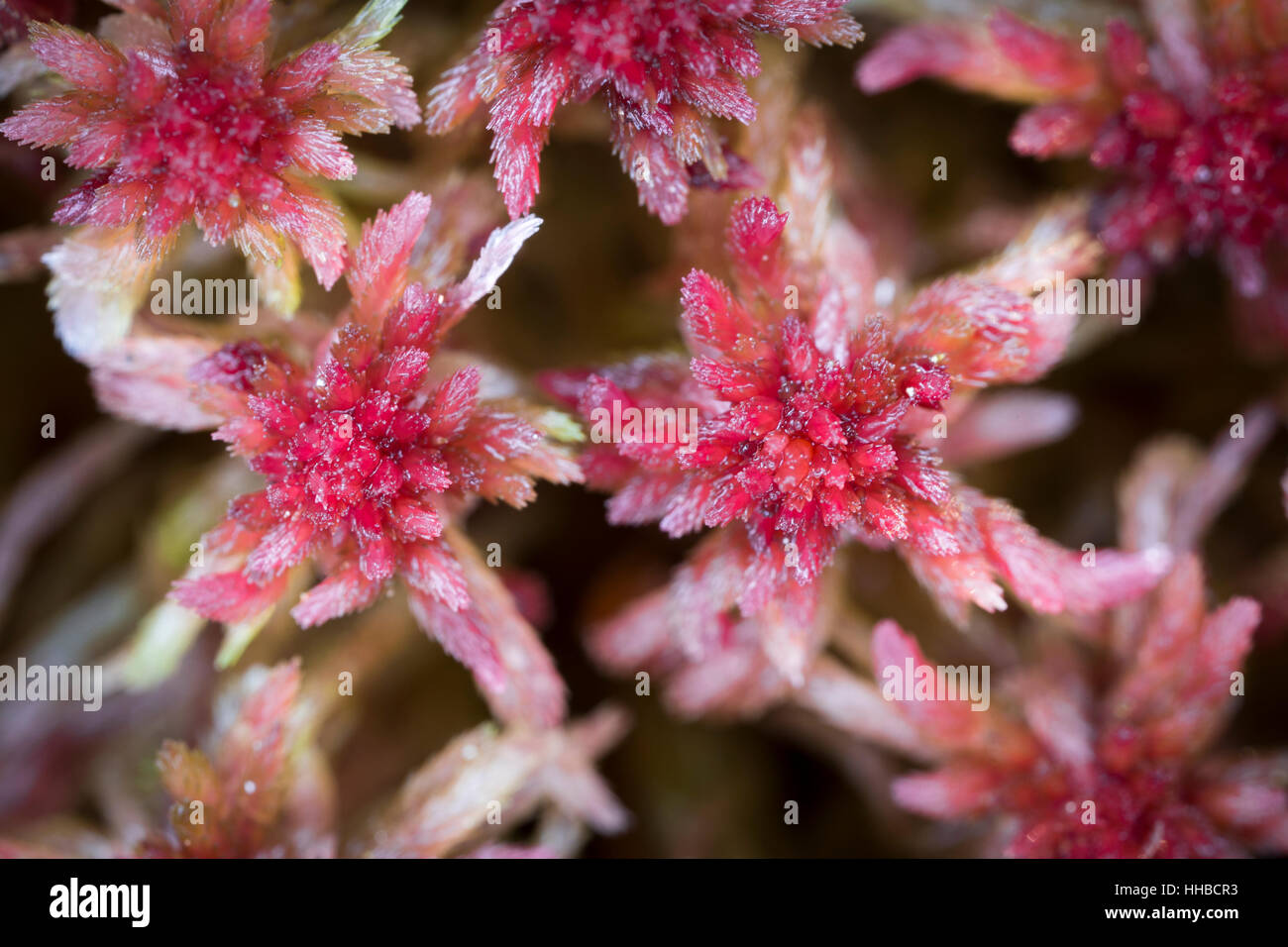 Red Bog Moss ( Sphagnum capillifolium) Foto Stock