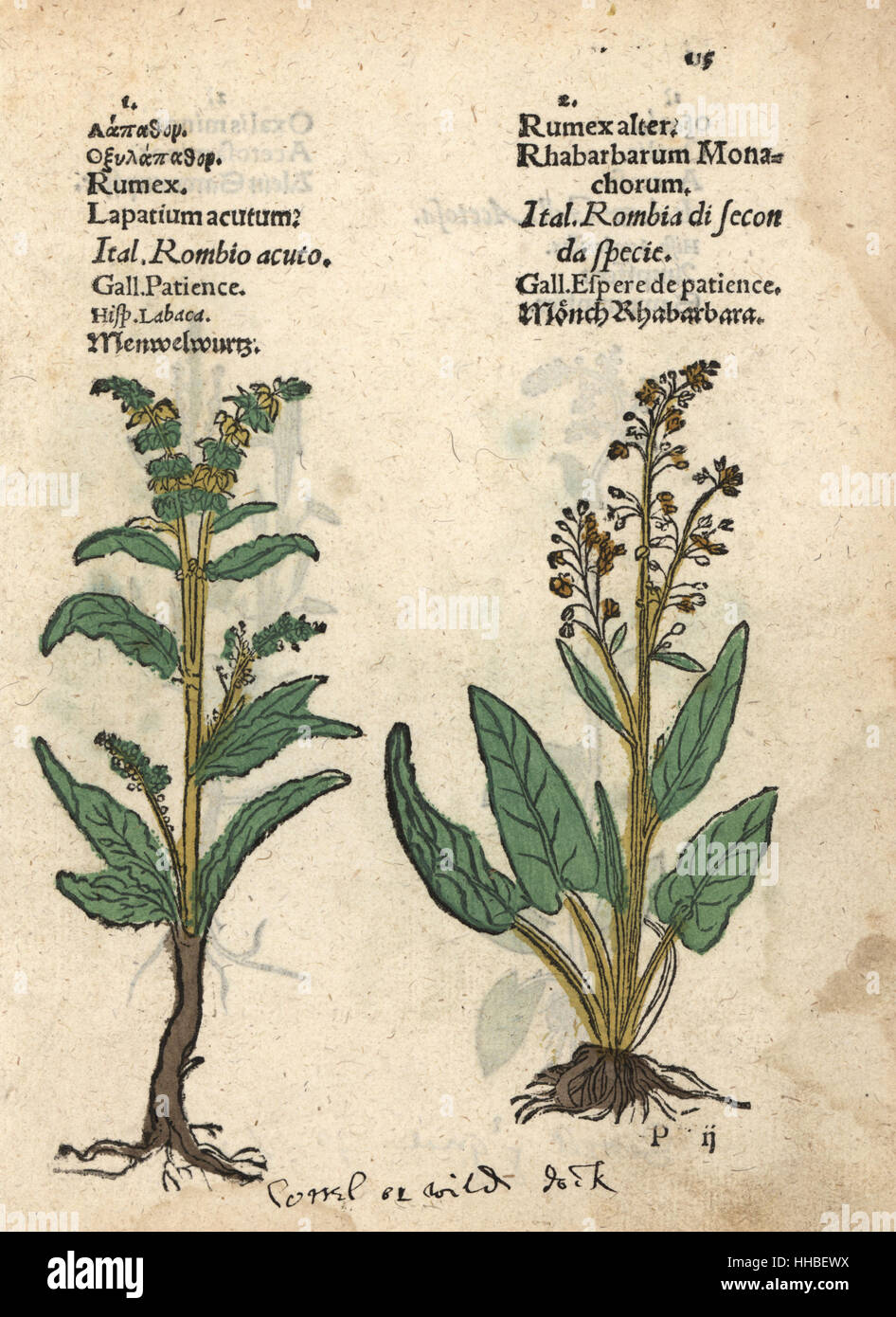 Dock acuta, Rumex acutus e dock alpino, Rumex alpinus. Woodblock Handcolored incisione di una illustrazione botanica da Adamo Lonicer's Krauterbuch, o alle erbe, Francoforte, 1557. Questo da un secolo XVII edizione pirata o atlas di illustrazioni soltanto, con didascalie in latino, greco, francese, italiano, tedesco e nel manoscritto inglese. Foto Stock
