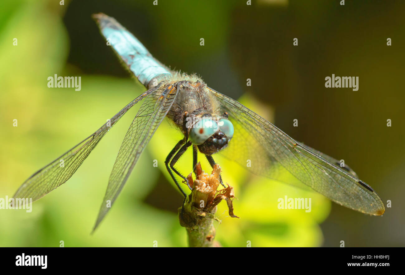 Libellula, dragonfly, grosslibelle, segellibelle, libellulidae, spitzenfleck, Foto Stock