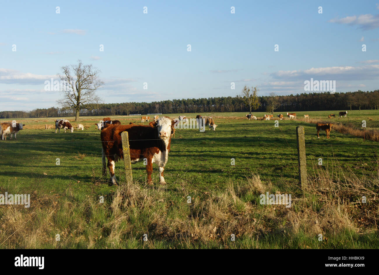 La cotenna, albero, alberi, agricoltura, allevamento, luce solare, boschi, mucca, di sole e di vacche, Foto Stock