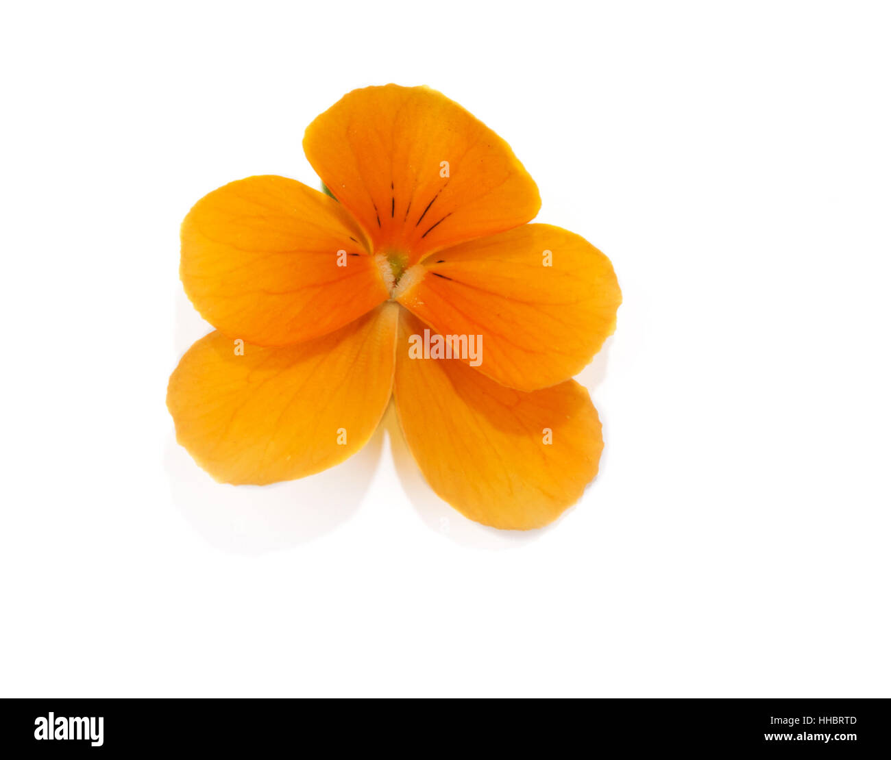 Un fiore con il petalo isolato su sfondo bianco Foto Stock