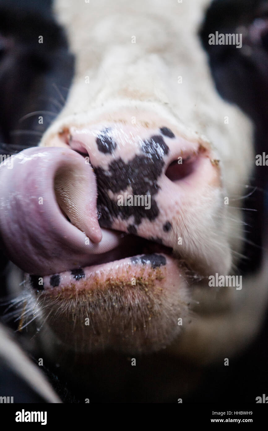 Una chiusura di una vacca Holstein che lo lambisce il naso con una linguetta arricciata. Foto Stock