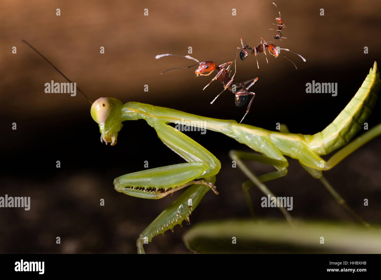 Macro Close-up, macro di ammissione, vista ravvicinata, scherzo, closeup, ant, insetti, Foto Stock