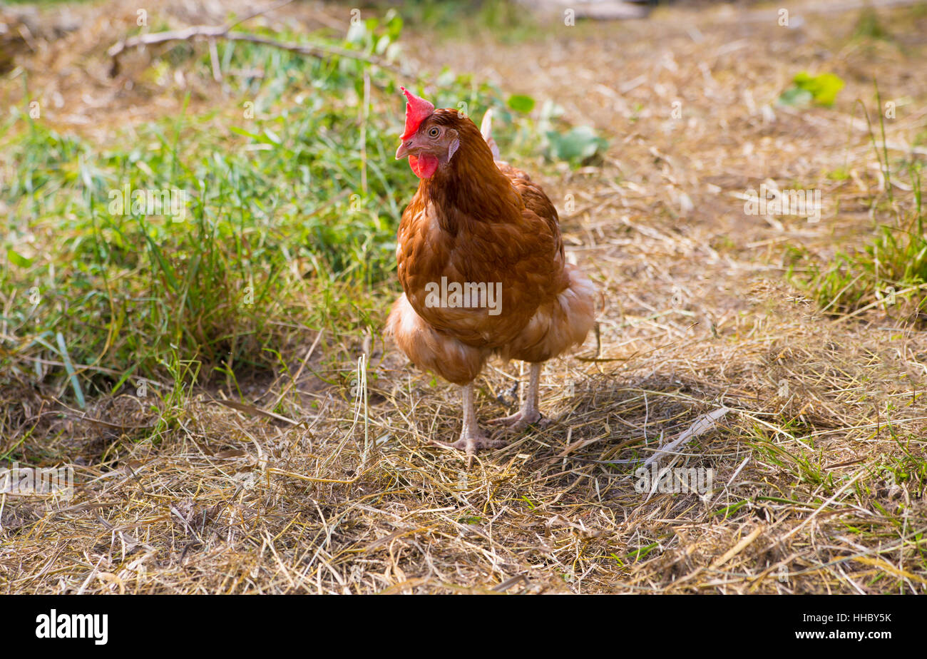 Le gambe, vita, esistono, esistenza, vivendo, vive, live, isolato, elettrodomestico, animale, Foto Stock