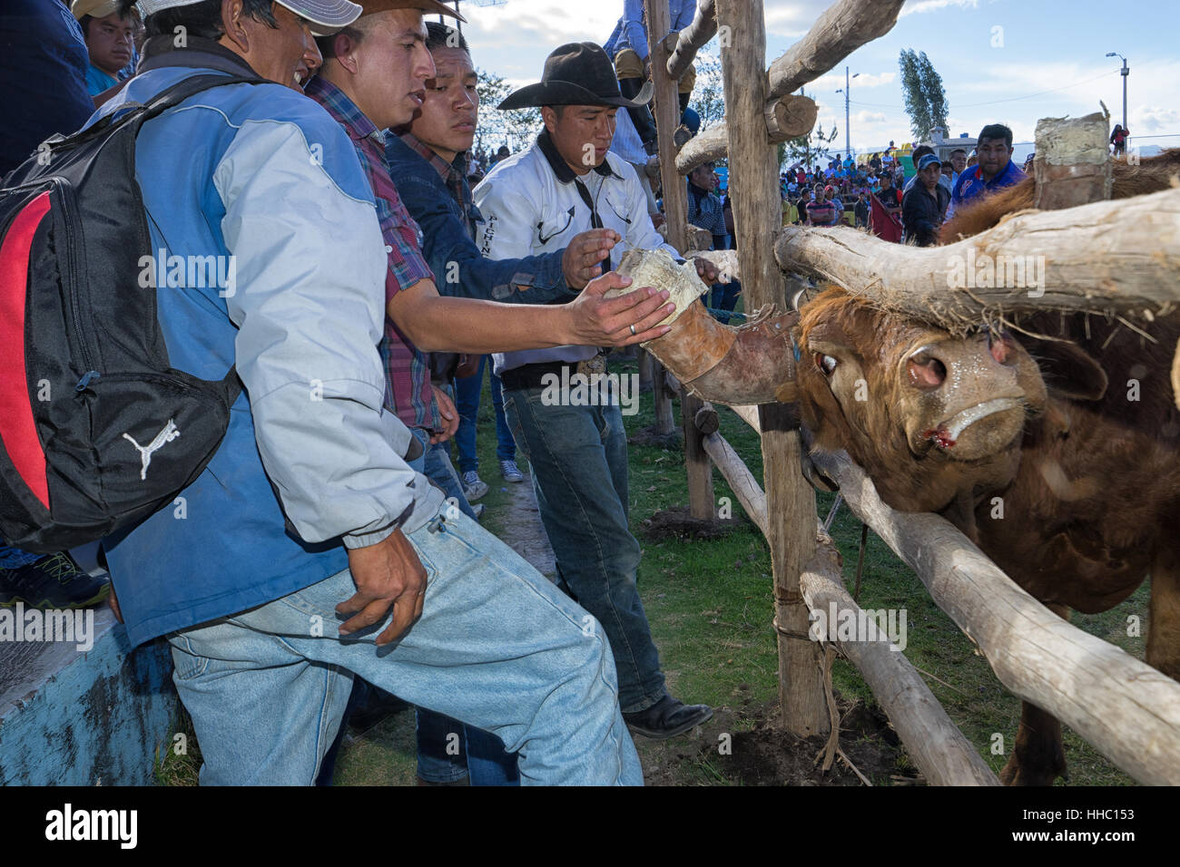 Agosto 13, 2016 Ibarra, Ecuador: cowboy e bull guardando ogni-altri a un rodeo in La Esperanza Foto Stock