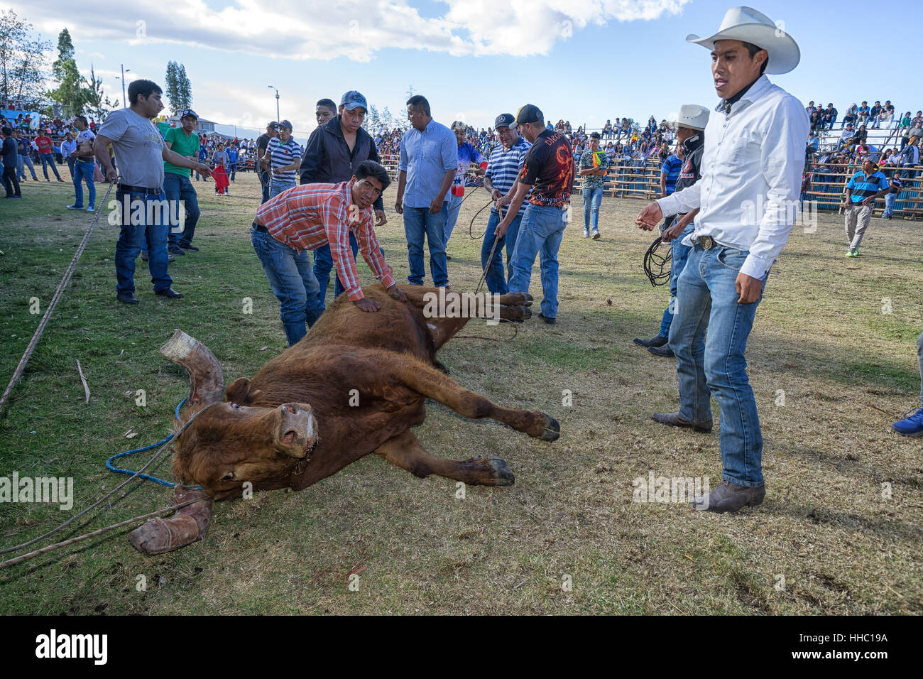 Agosto 13, 2016 Ibarra, Ecuador: uomini trattenere un toro con fune durante un rodeo locale evento in Esperanza Foto Stock