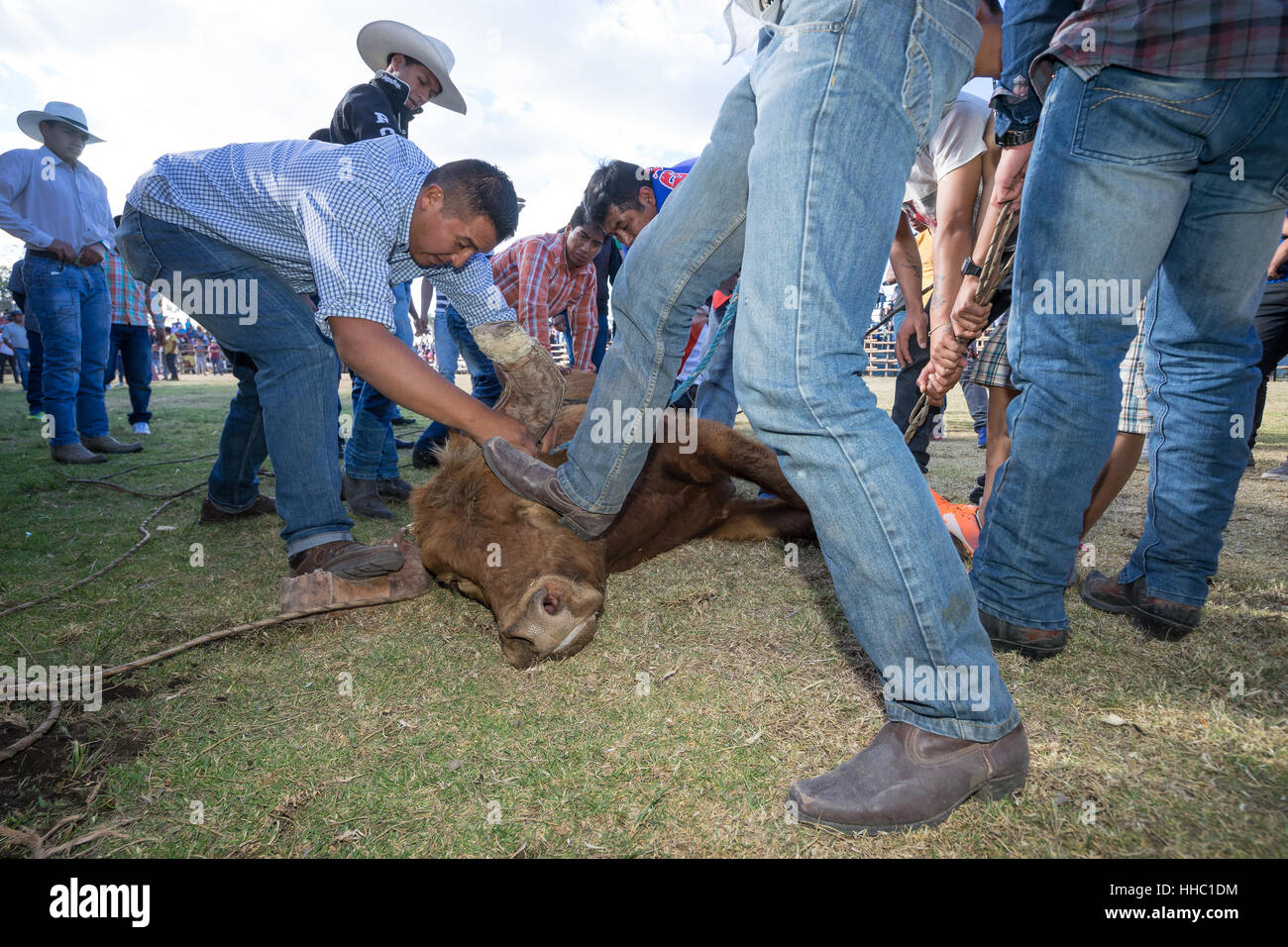 Agosto 13, 2016 Ibarra, Ecuador: uomo passi sulla bull di testa a trattenerla mentre il clacson protettori sono installati durante un rodeo locale in La Esperanza Foto Stock