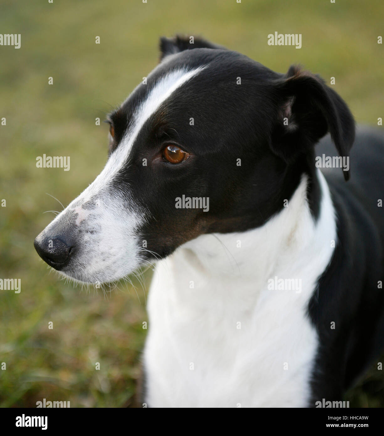 Outdoor ritratto di un bianco e nero cane Foto Stock