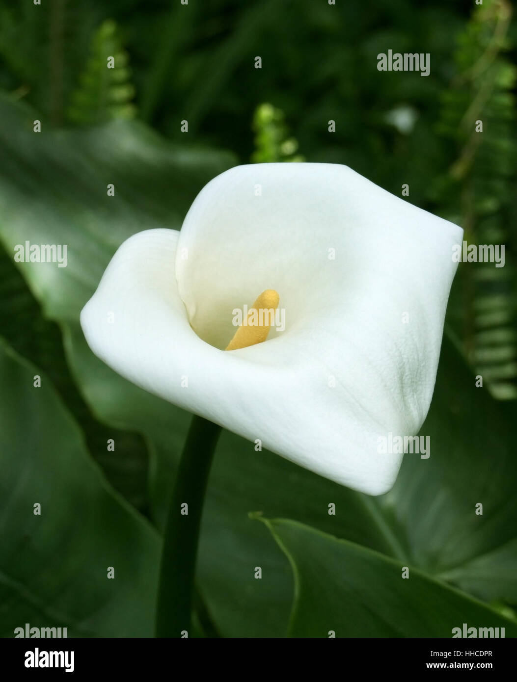Vegetazione dettaglio mostrante un fiore bianco visto sull'arcipelago delle Azzorre, che è un gruppo di isole di origine vulcanica situato nel mezzo del Nord Oceano Atlantico Foto Stock