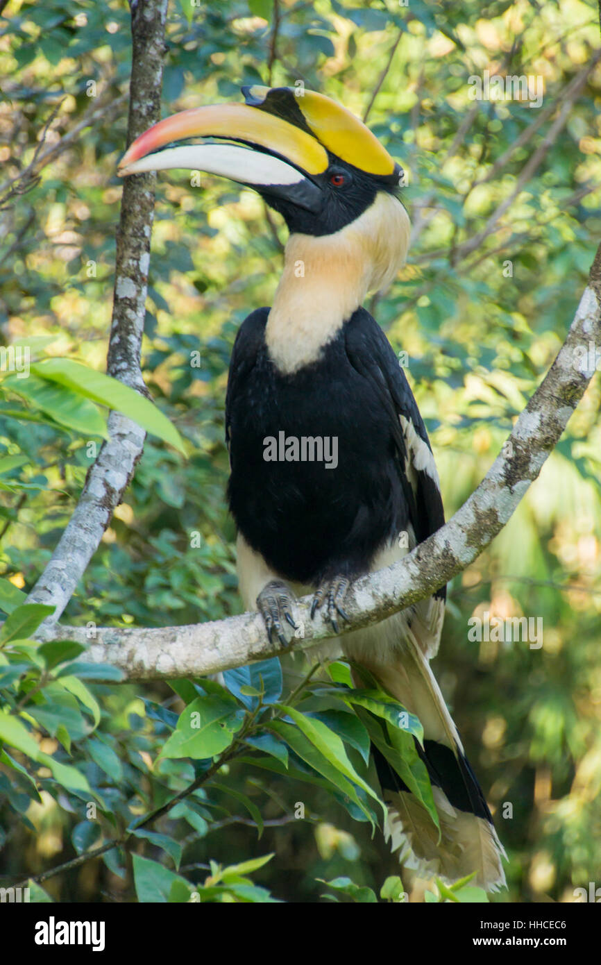 Hornbill seduto su una struttura ad albero Foto Stock