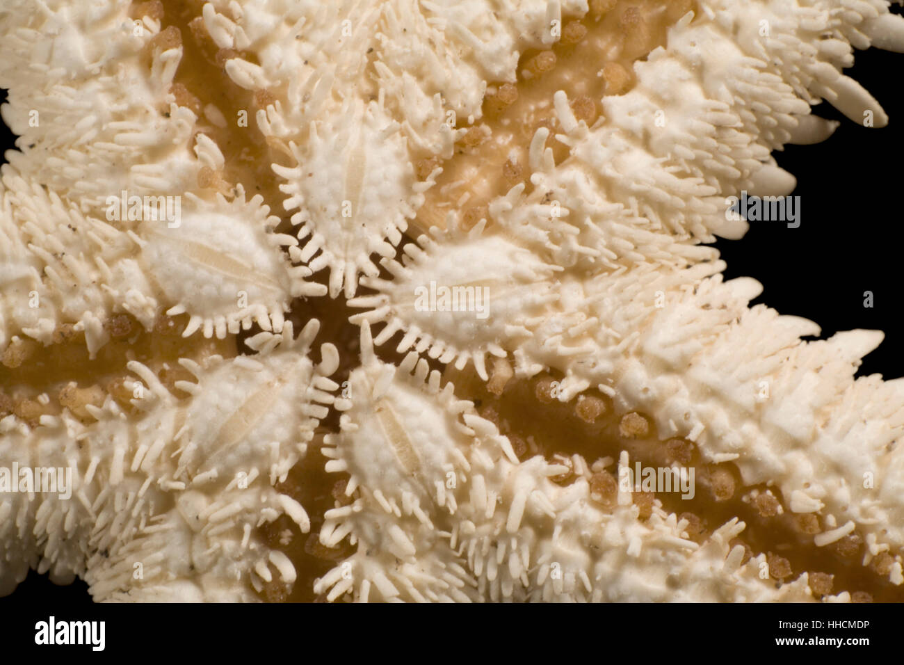 Abstract macro shot che mostra il dettaglio di una stella di mare Foto Stock