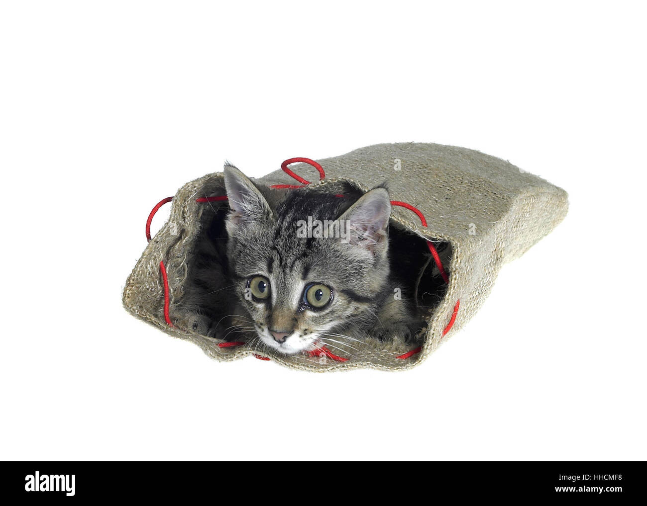 Gattino in un piccolo sacco di iuta guardando fuori. Studio fotografico isolato su bianco Foto Stock