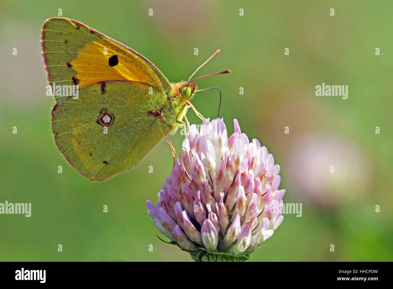 Butterfly, stadio-cocchiere, butterfly, alto adige, Tarma succhiare, trifoglio, Damasco Foto Stock