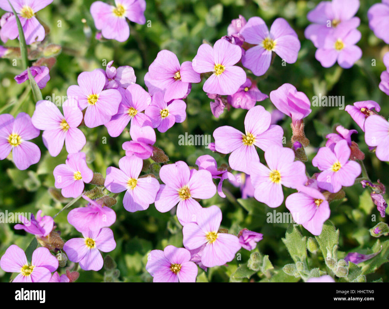 Sfondo floreale con un sacco di fiori viola a primavera tempo Foto Stock