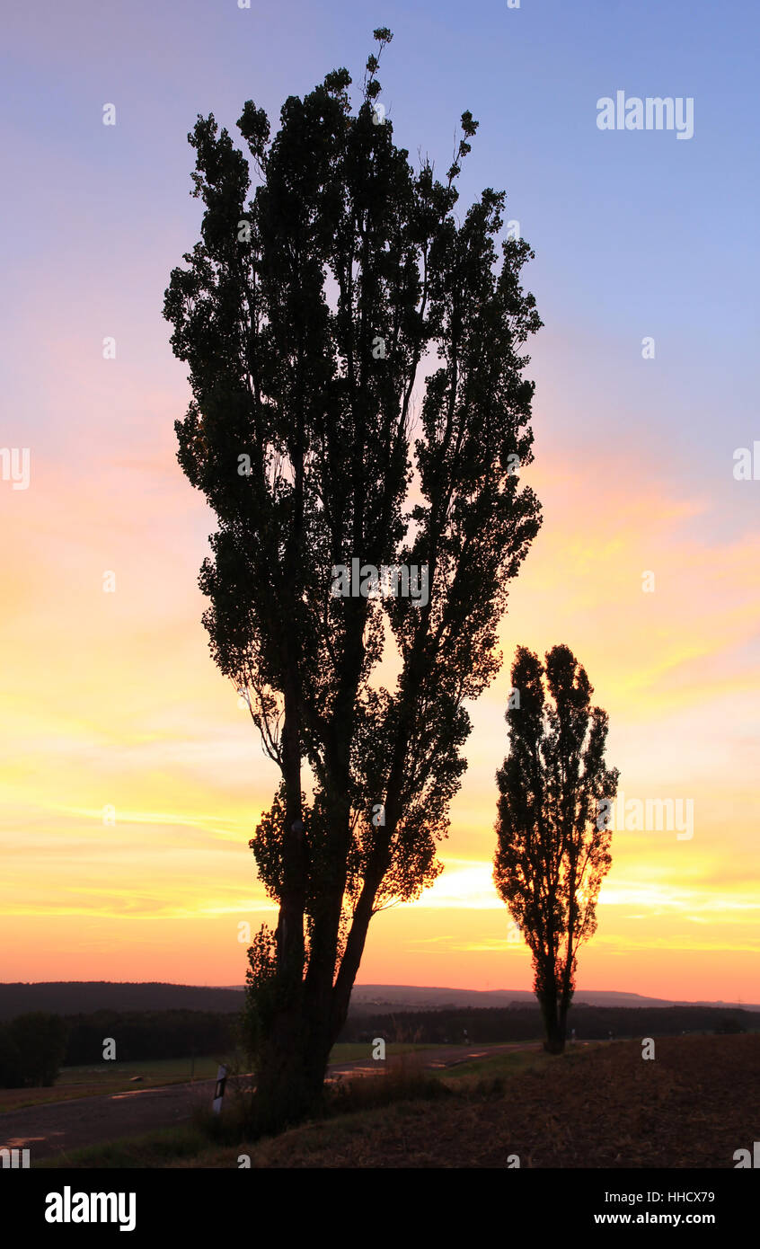 Albero, tramonto, sera, pioppo, Street, strada, paesaggio, paesaggio, natura, Foto Stock