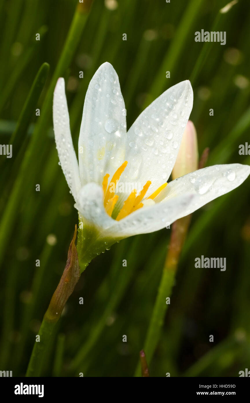 Nota, memo, bella beauteously, Nizza, dettaglio, giardino, fiori, piante, Foto Stock