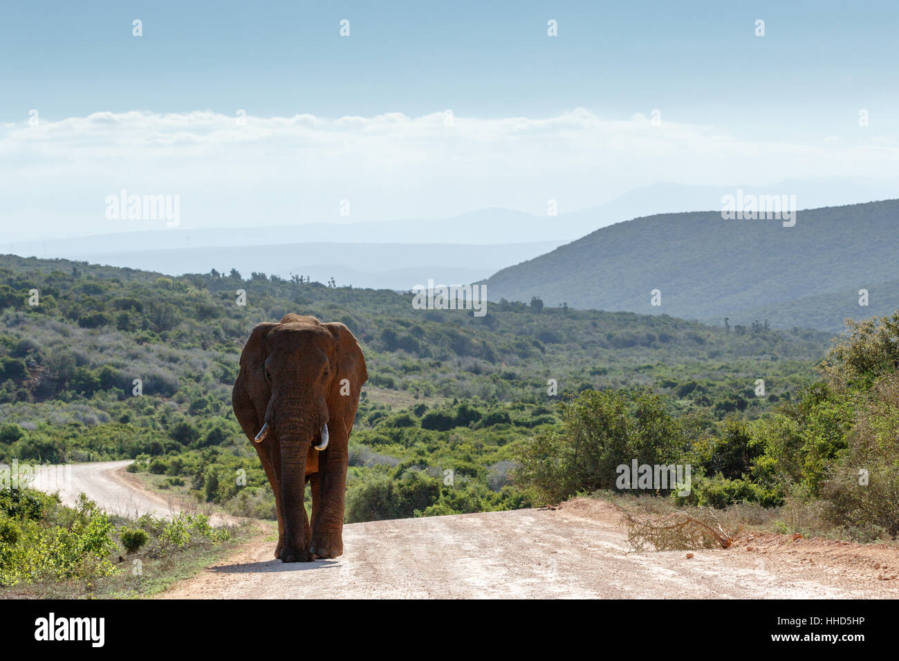Bush Elephant provenienti dai campi con sfumature di montagne sullo sfondo. Foto Stock