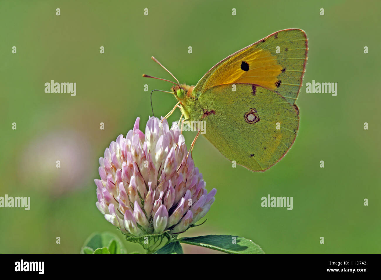 Butterfly, stadio-cocchiere, colore, fauna, butterfly, colorato, colorato, Foto Stock