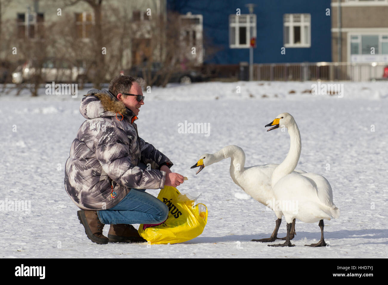 Alimentazione uomo coppia di Whooper Swan (Cygnus cygnus) sul lago afrozen intown di Reykjavic, Islanda Foto Stock