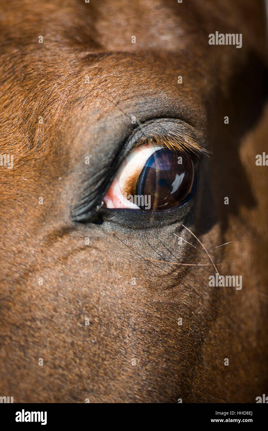 Mostra nazionale cavallo. Close-up dell'occhio. Germania Foto Stock