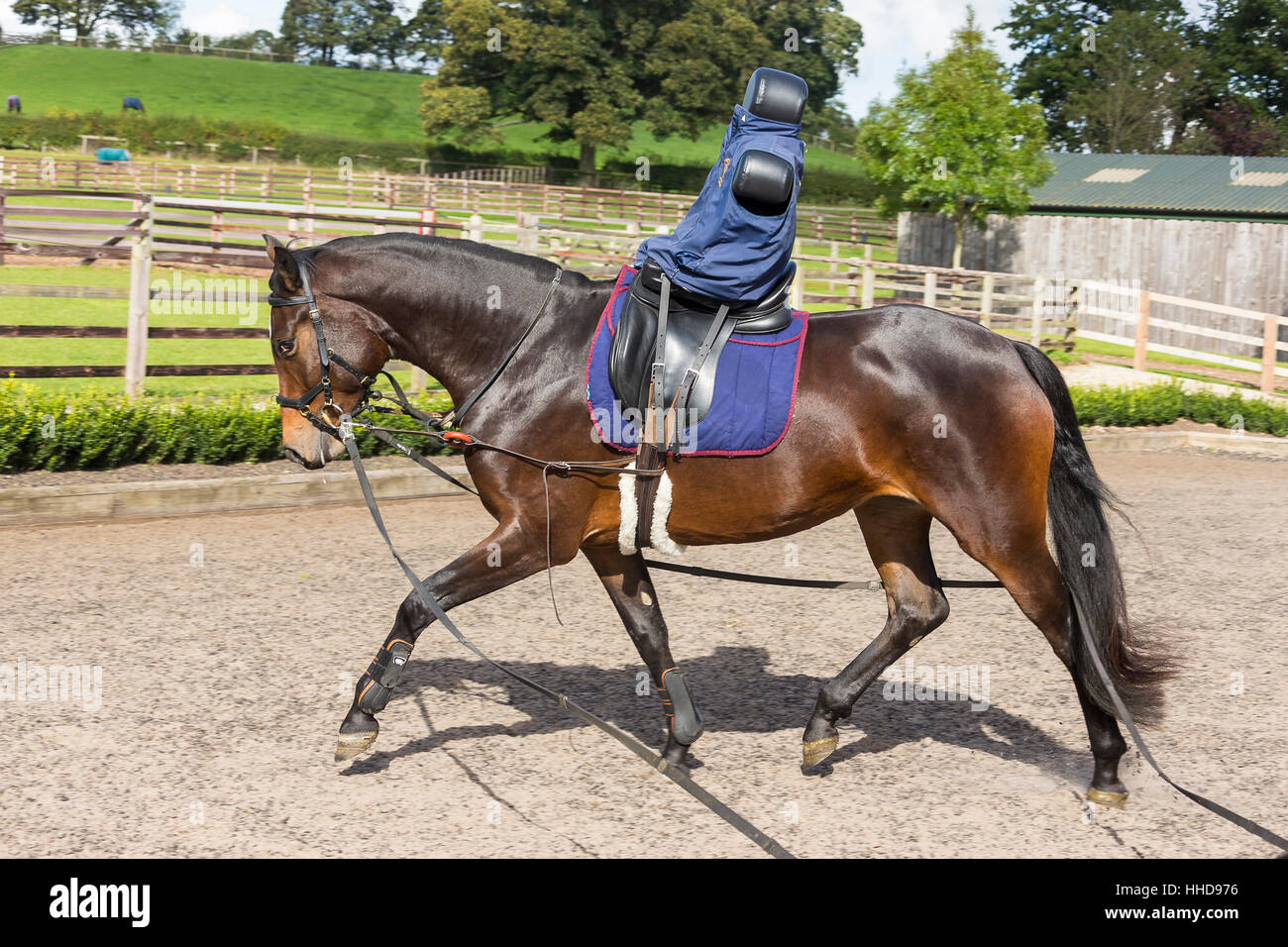 Oldenburg cavallo, la formazione di un bambino mare con l aiuto della doppia lungeing rein e equitazione dummy. Gran Bretagna Foto Stock