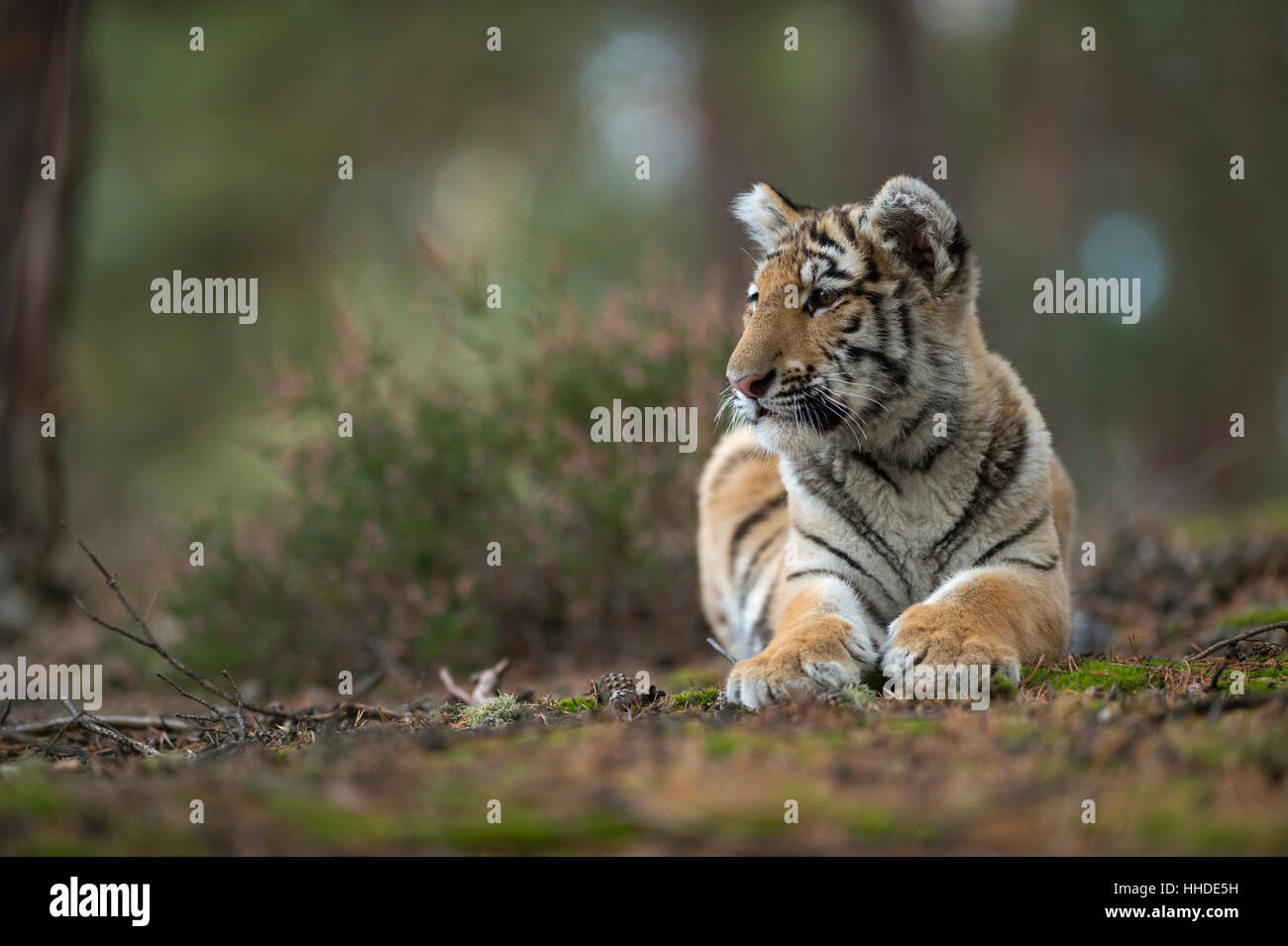 Royal tigre del Bengala / Koenigstiger ( Panthera tigris ), sdraiato, di appoggio al suolo di una foresta, guardare oltre, vista frontale. Foto Stock