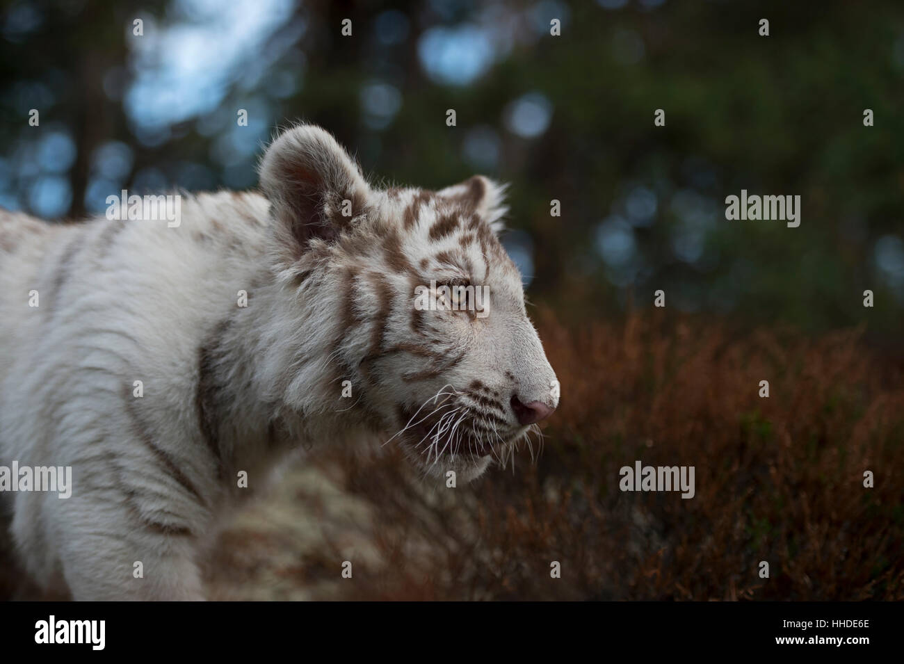 Royal tigre del Bengala / Koenigstiger ( Panthera tigris ), bianco morph, close-up, headshot, vista laterale dettagliata, gli occhi della tigre. Foto Stock