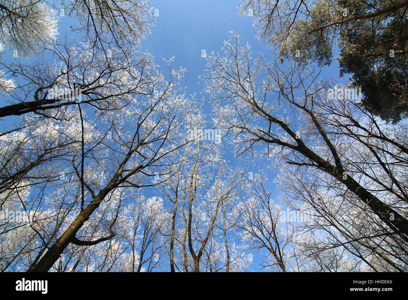 Il pupazzo di neve a rami di alberi in giornata invernale Foto Stock