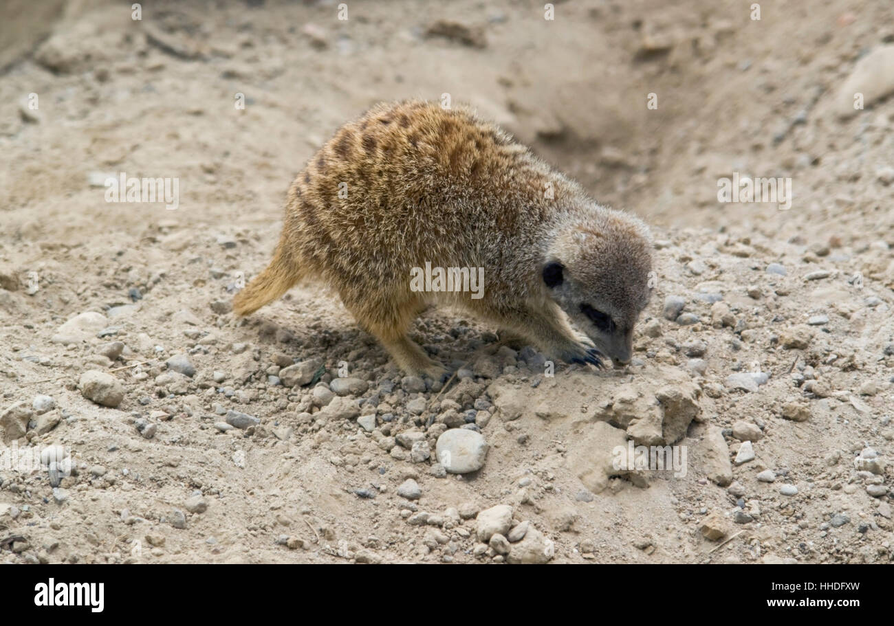 Un Meerkat mentre scavando il terreno sabbioso Foto Stock