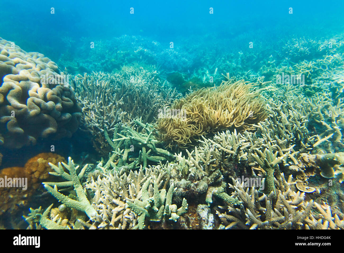 Diversi fondo marino coralligeno di acque poco profonde in mare di corallo attorno alla Grande Barriera Corallina in Australia. Grande esperienza snorkeling in pacific marine park. Foto Stock