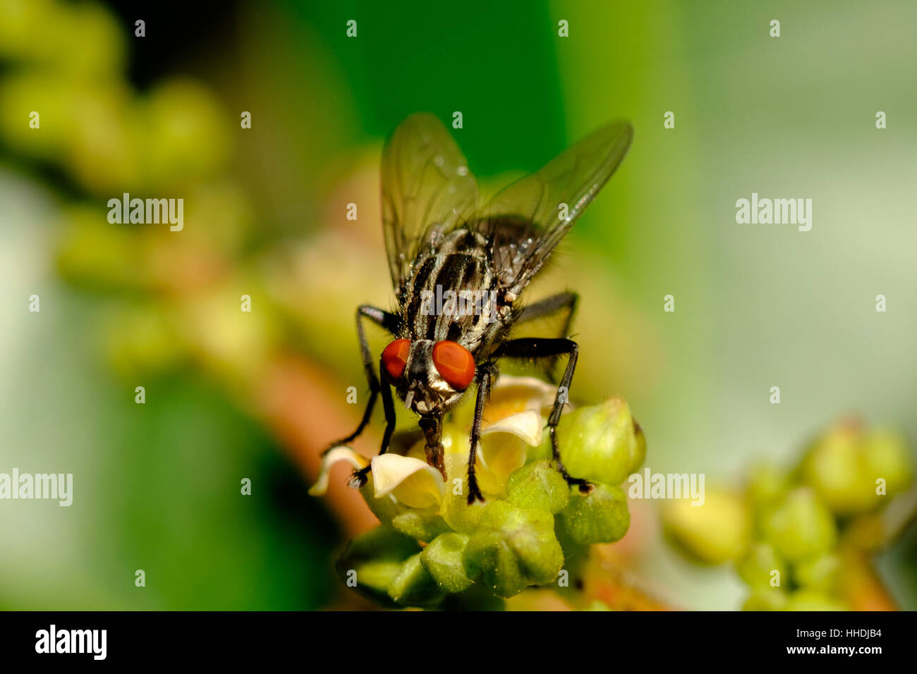 Fly alimentazione su un fiore, guardando la telecamera con gli occhi rossi Foto Stock