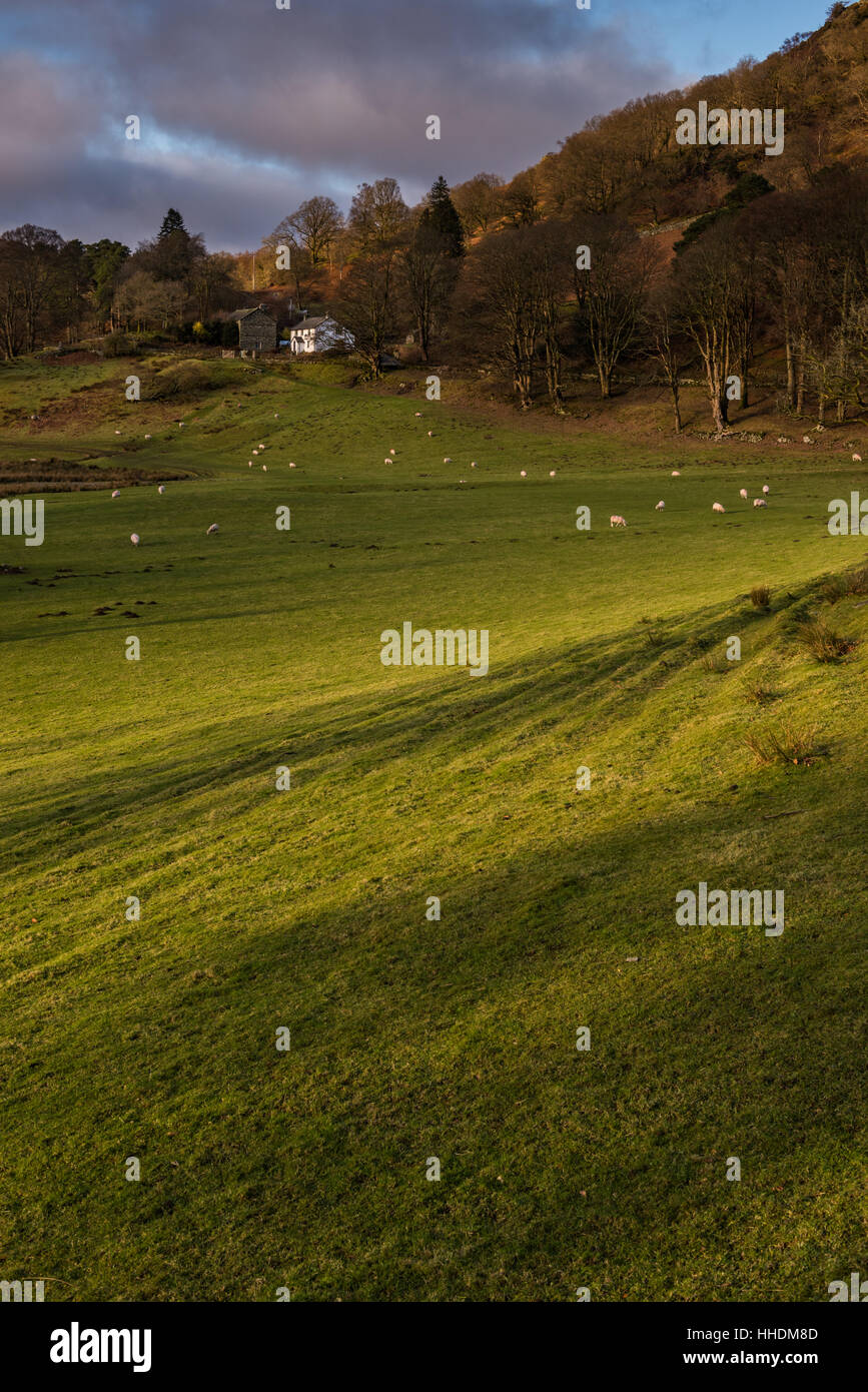 Ombre in erba a Loughrigg nel distretto del Lago Foto Stock